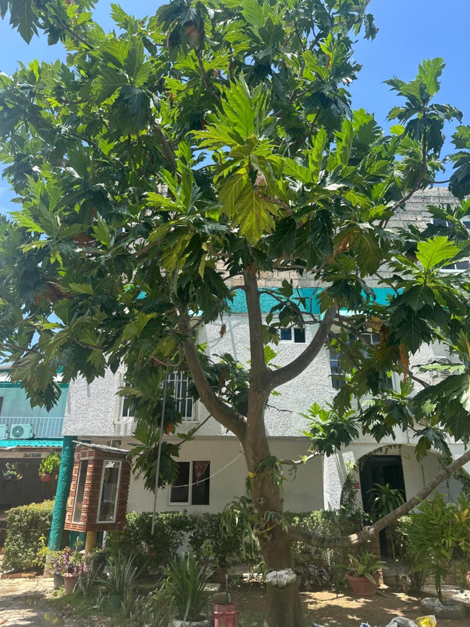 Hosteria Cattleya San Andres  Exterior photo